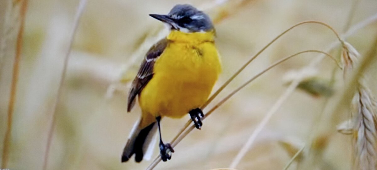 " Птичка на ветвях моей души..."  - Валерий Кокорев