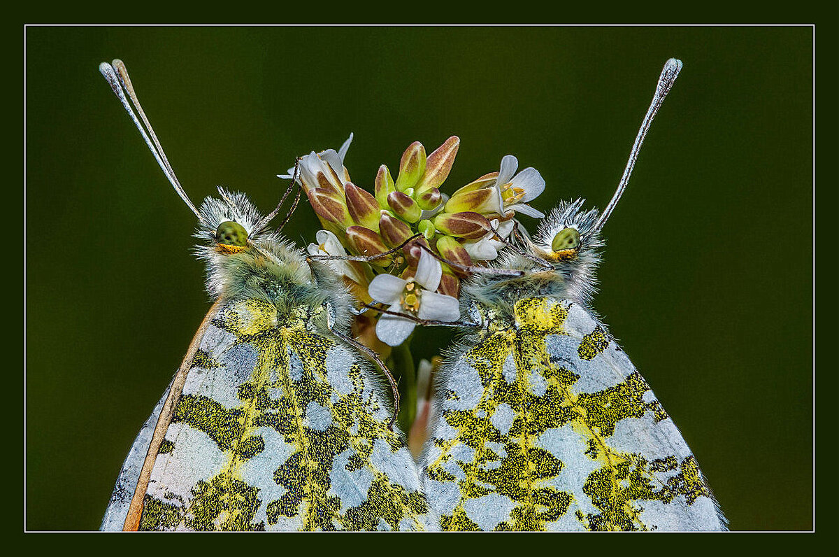 "БЛИЗНЕЦЫ" ... - Владимир Железнов