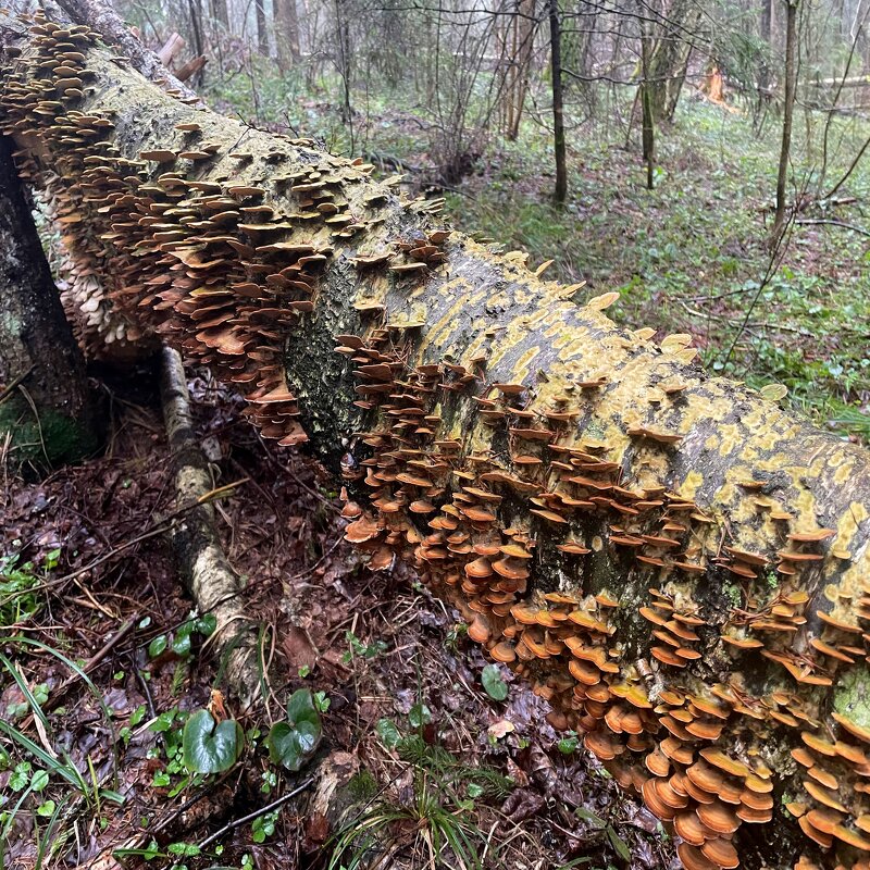В лесу - Андрей Л. В.