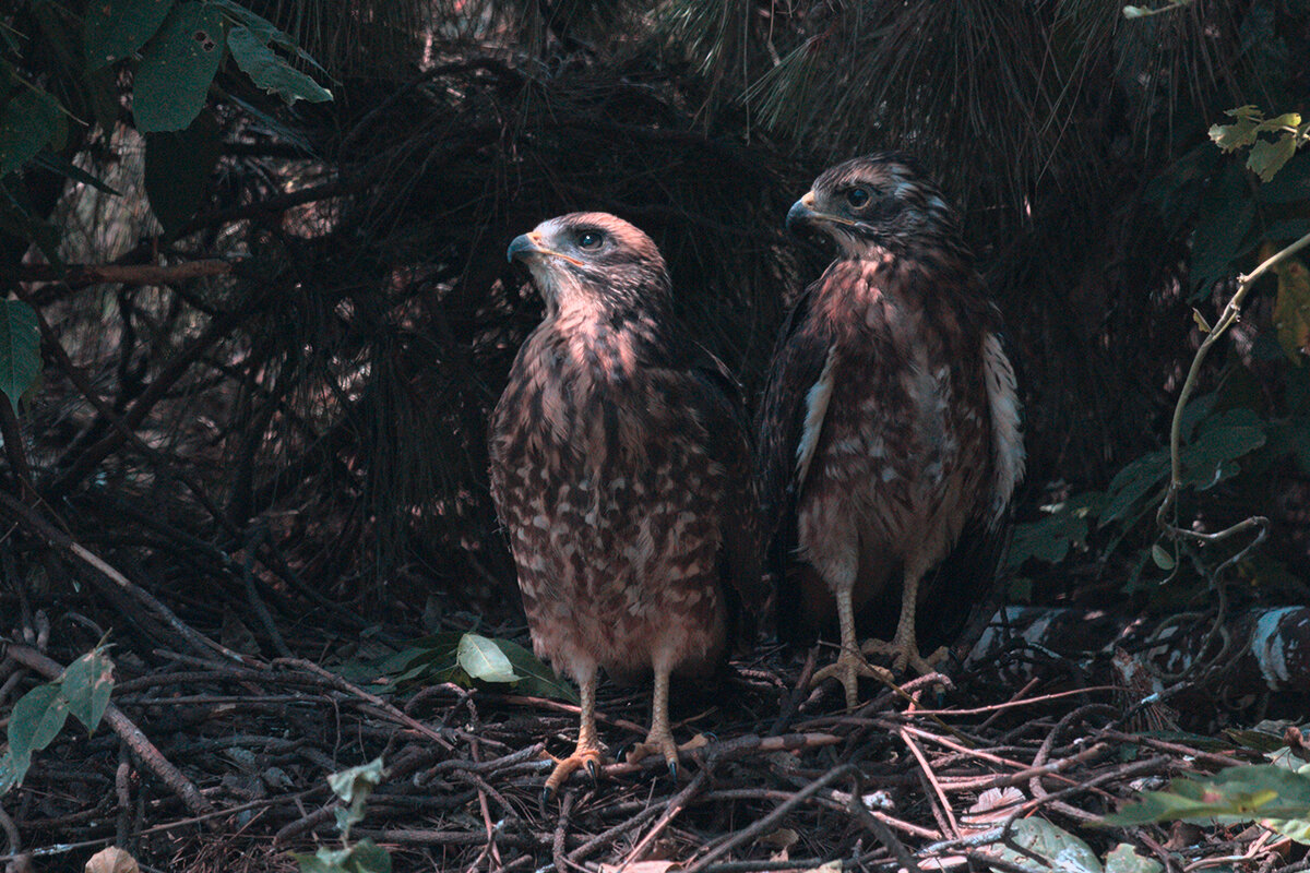 Ястребиный сарыч - Yudong Liu