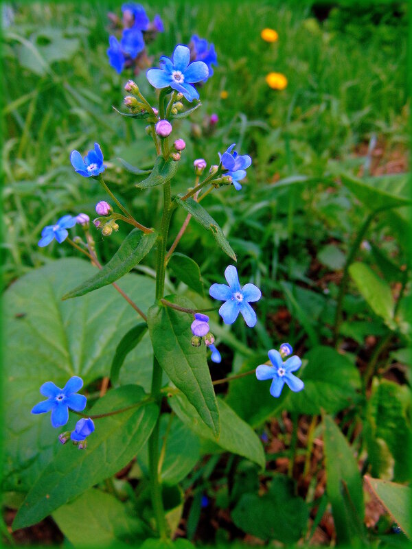 Бруннера. - nadyasilyuk Вознюк