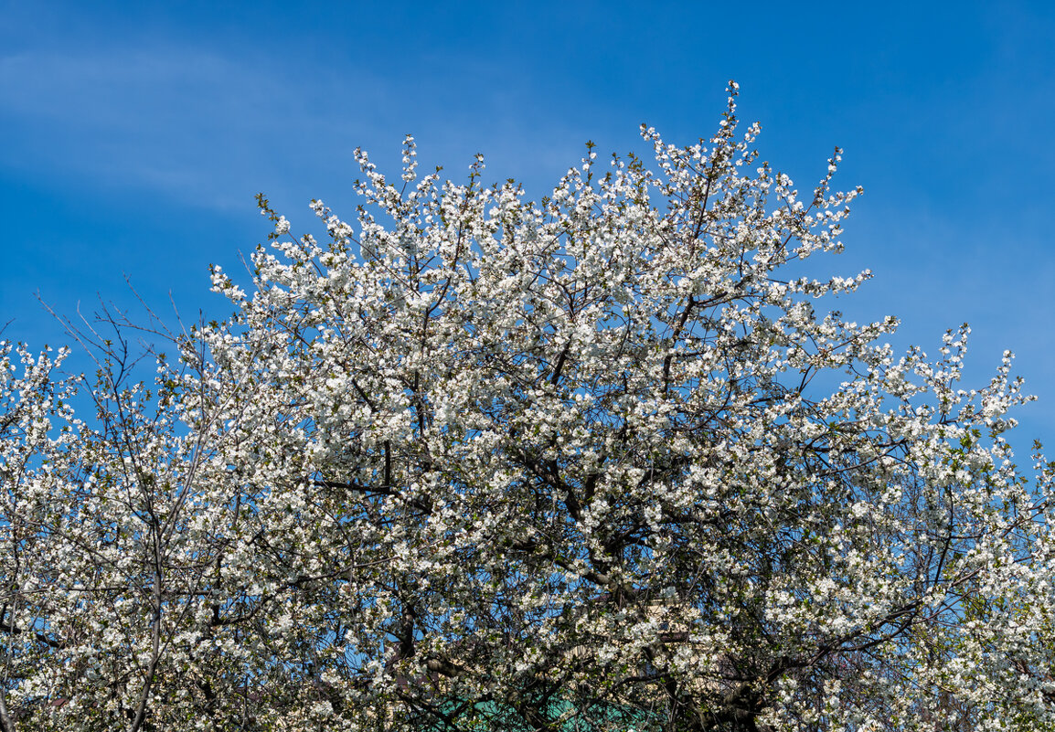 цветет вишня - Игорь Сикорский