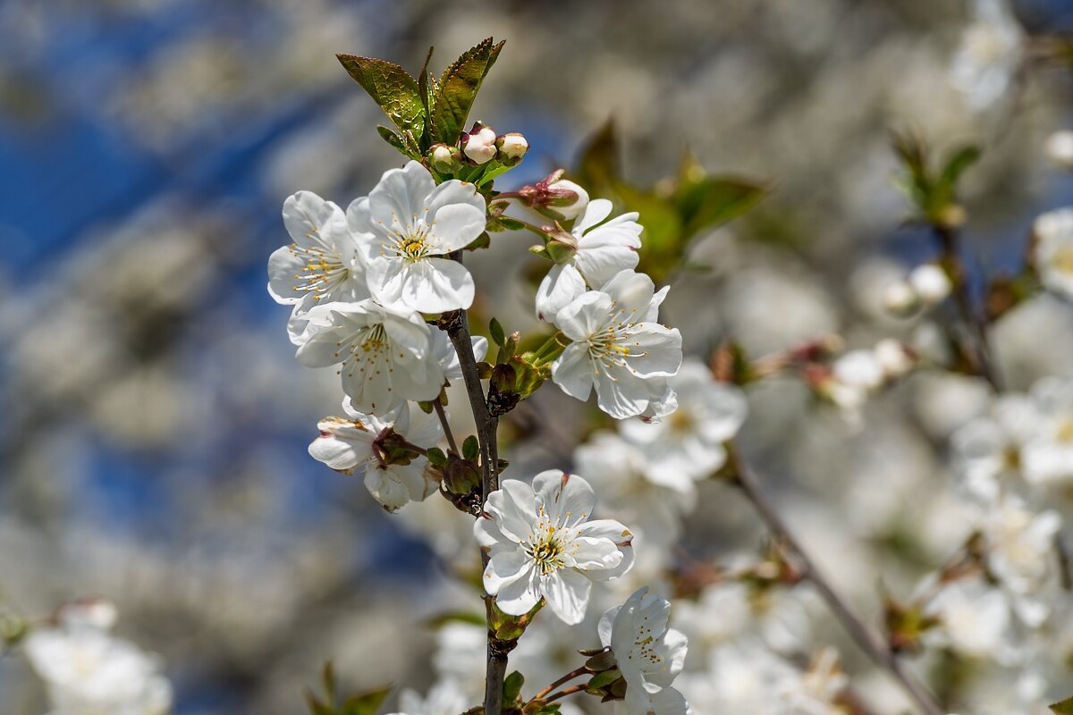 Цветет вишня - Игорь Сикорский