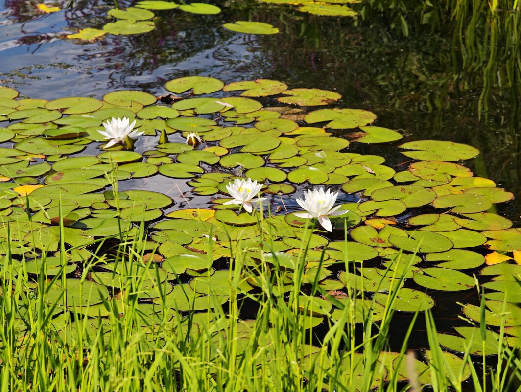 У пруда - Александр 