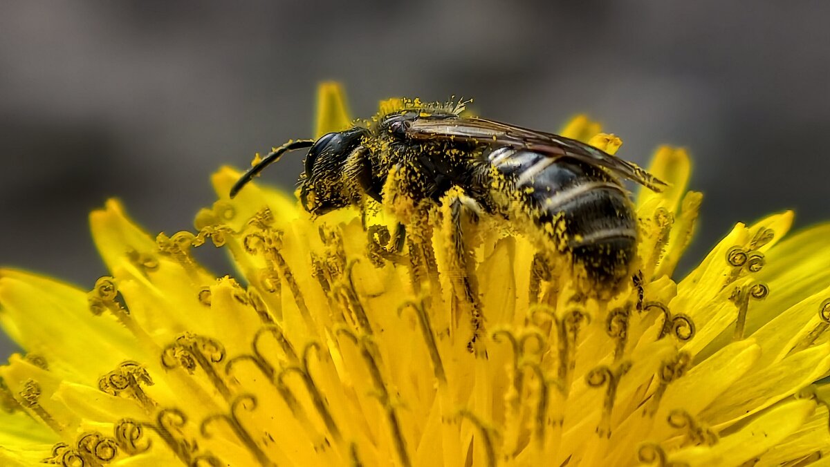 Испачкалась в пыльце - Мариша Тим