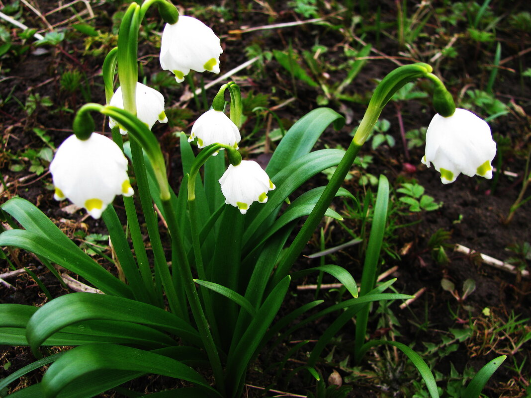 Нежный букетик - Людмила Смородинская
