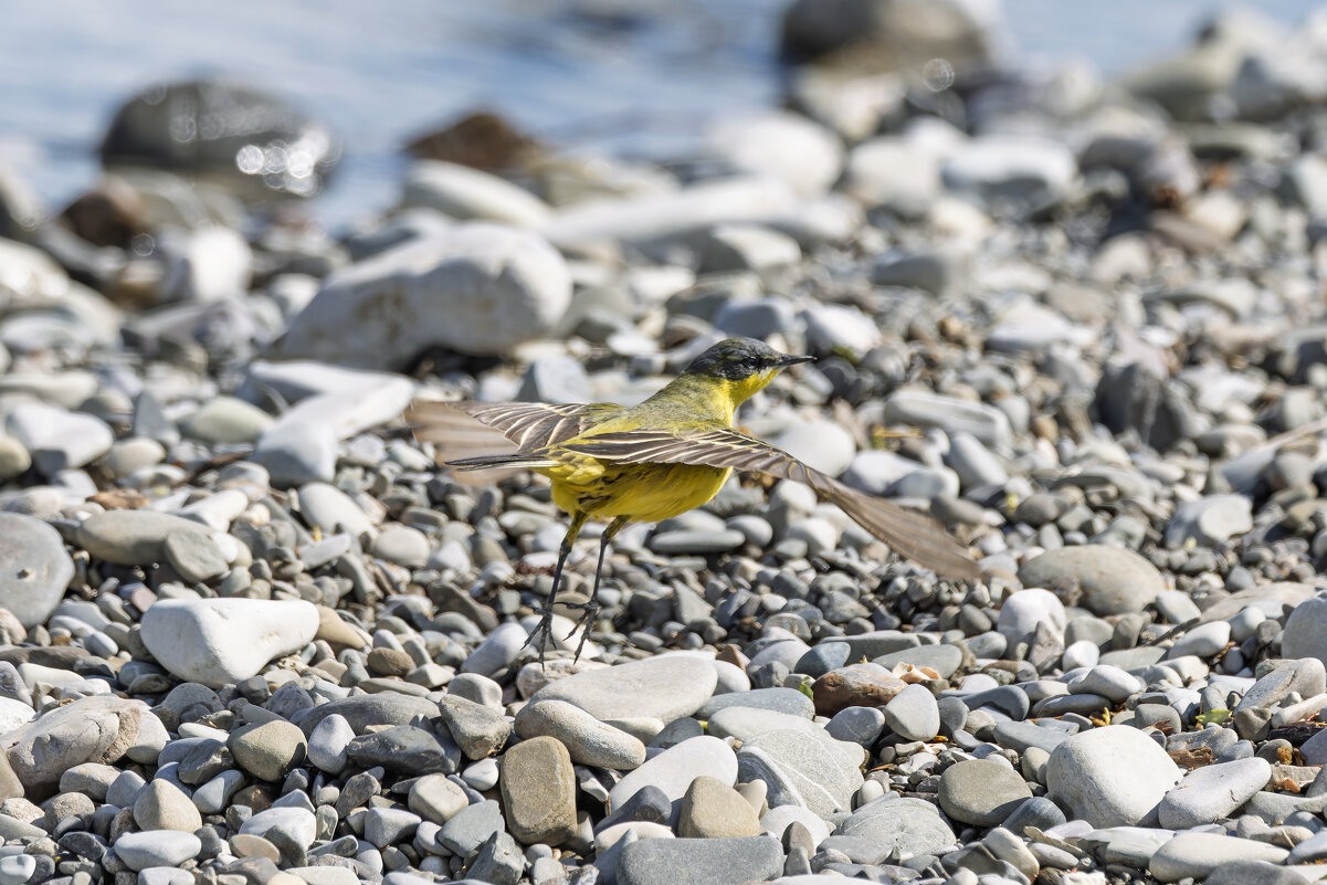 трясогузка черноголовая - юрий макаров