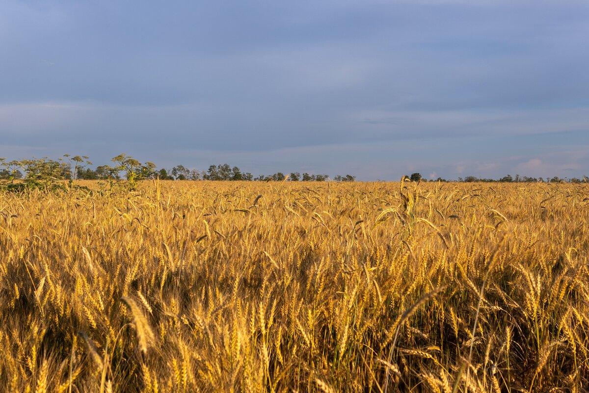 Выходил на поля молодой агроном.... - Евгений Ермаков