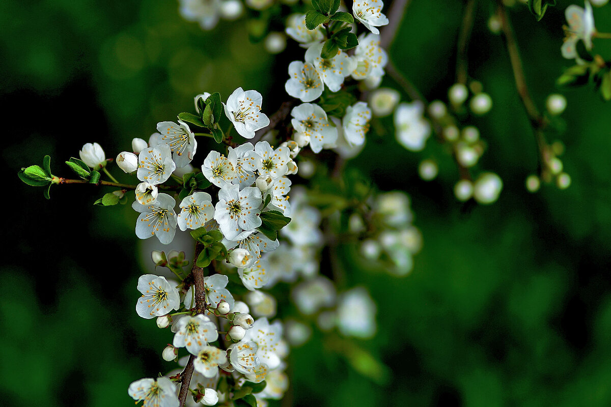 Середина весны - Юрий Гайворонскiий