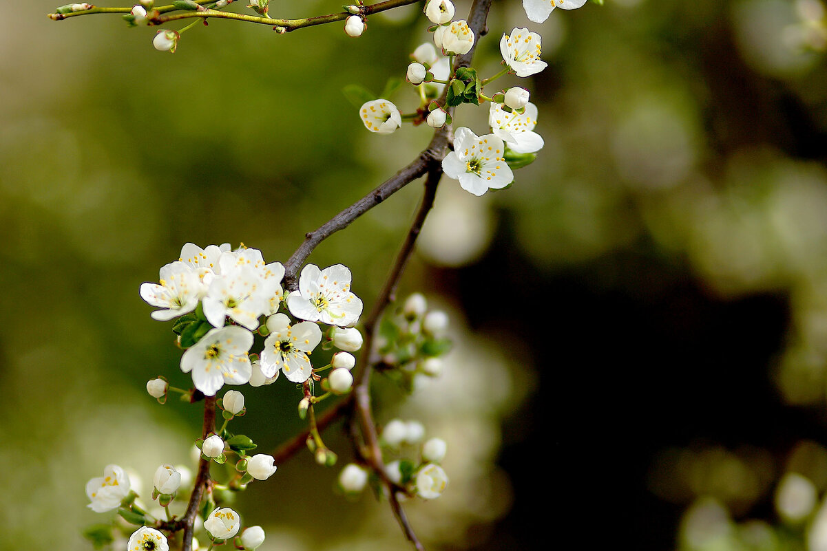 Весенние цветы - Юрий Гайворонскiий