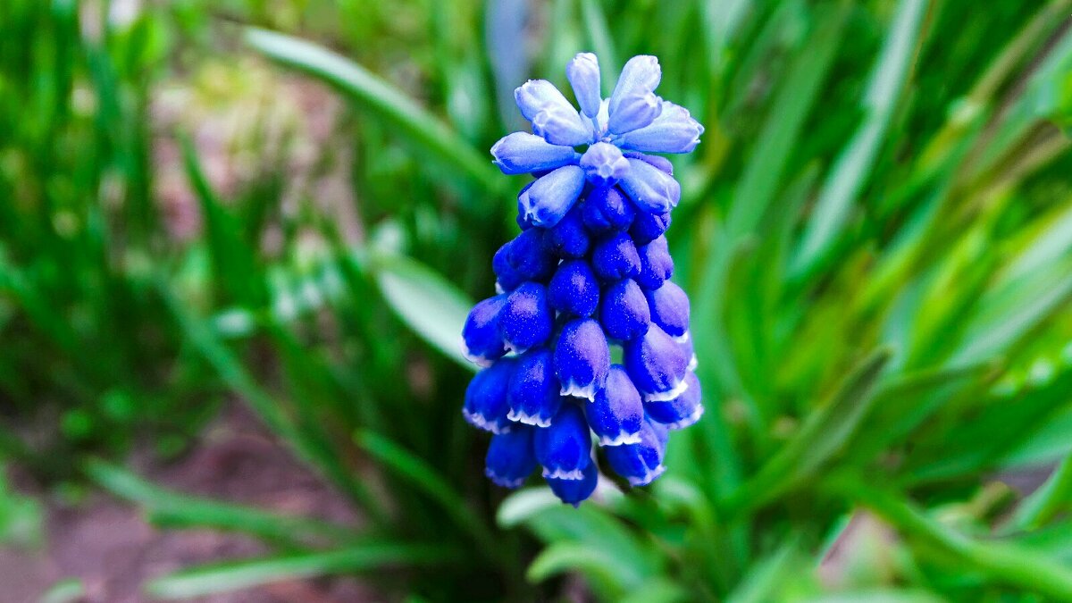Мускари на городской клумбе. - Милешкин Владимир Алексеевич 