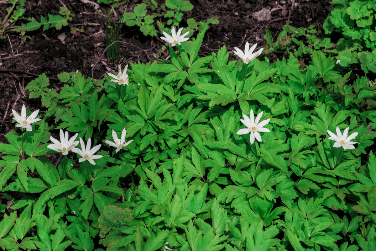 Сударь, уже ВЕСНА - Владимир Максимов