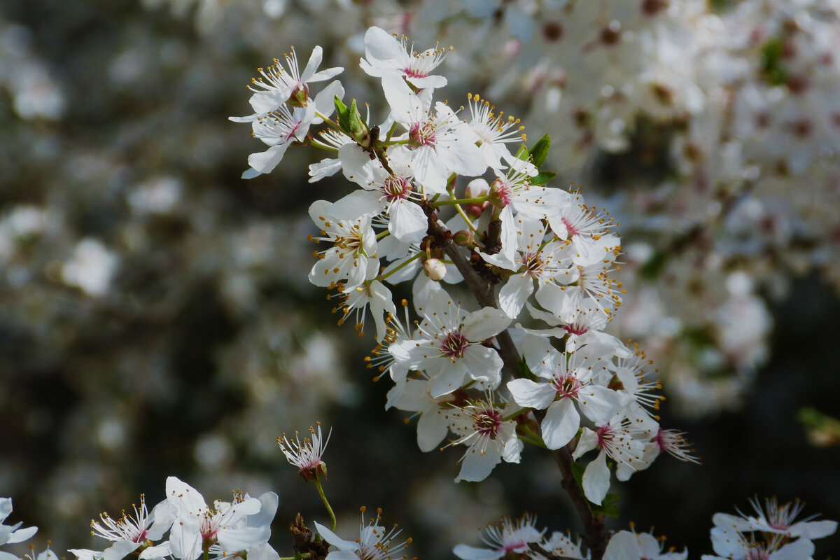 Весенние  цветы - Валентин Семчишин