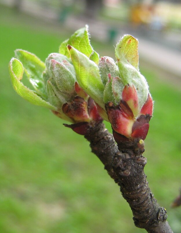 Пробуждение - Елена Семигина