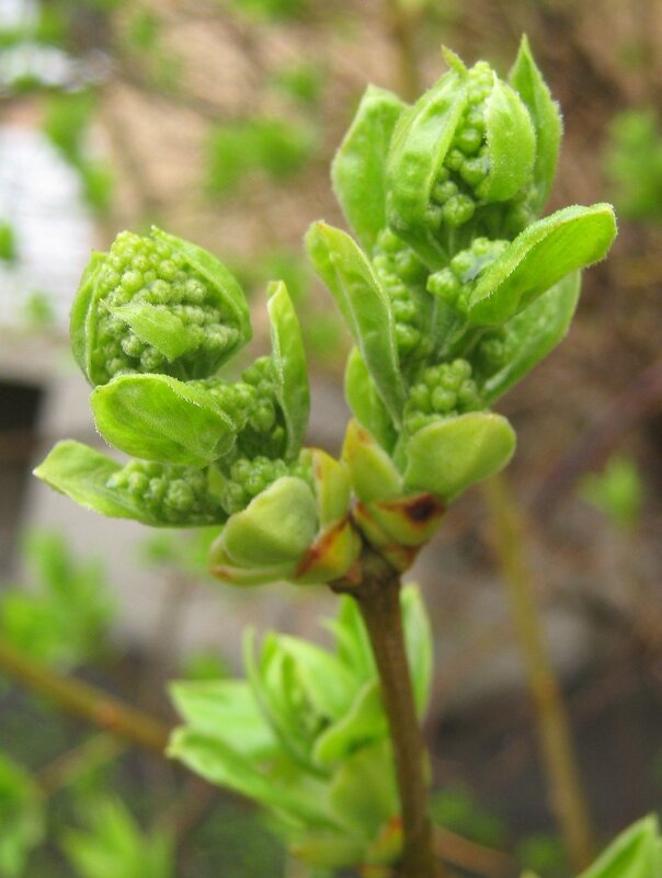 Новая жизнь - Елена Семигина