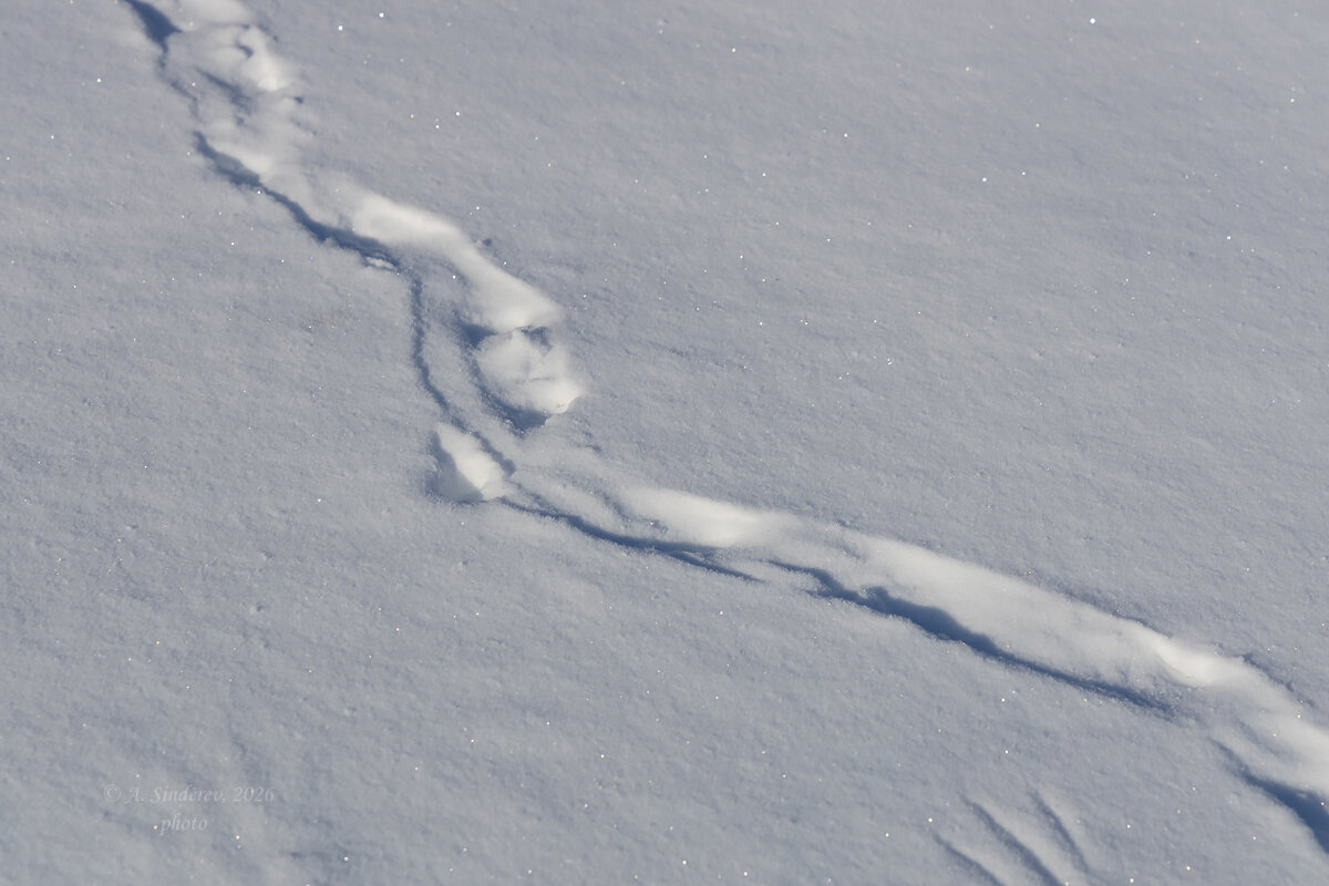 Снежные следы - Александр Синдерёв