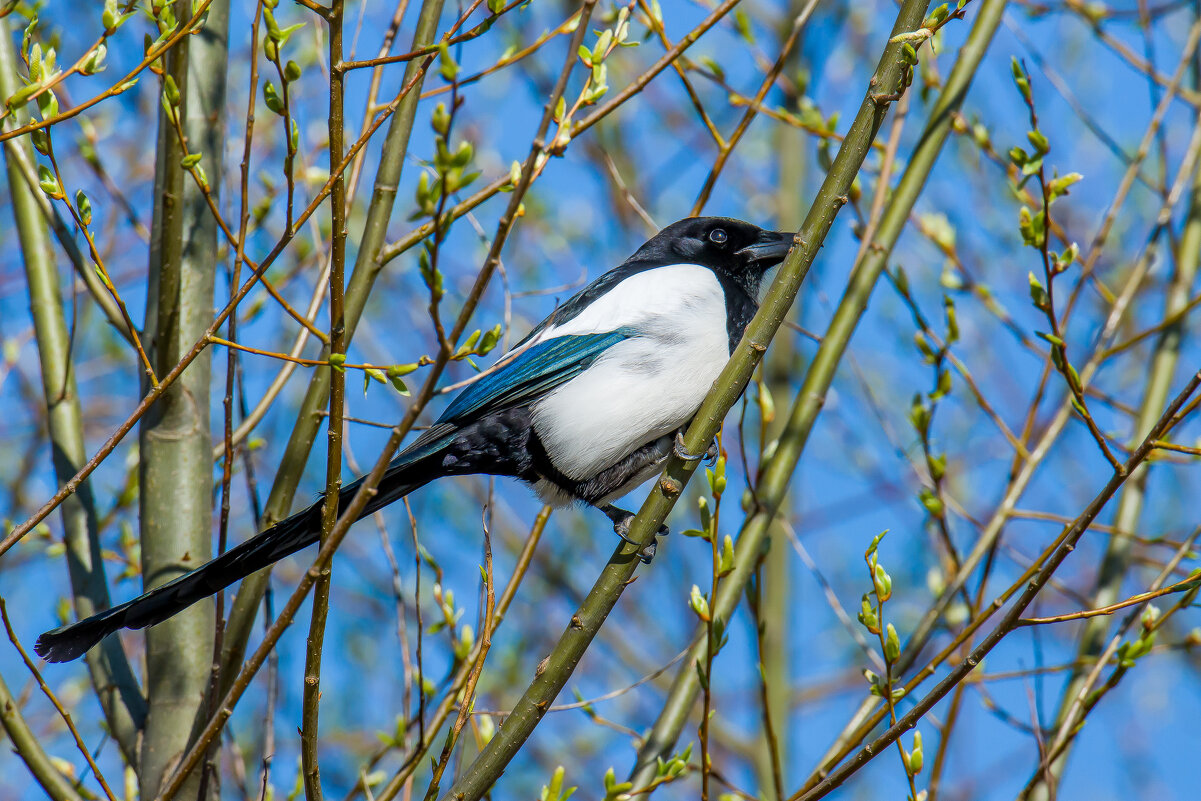 Сорока позировщица. - Sergey (Apg)