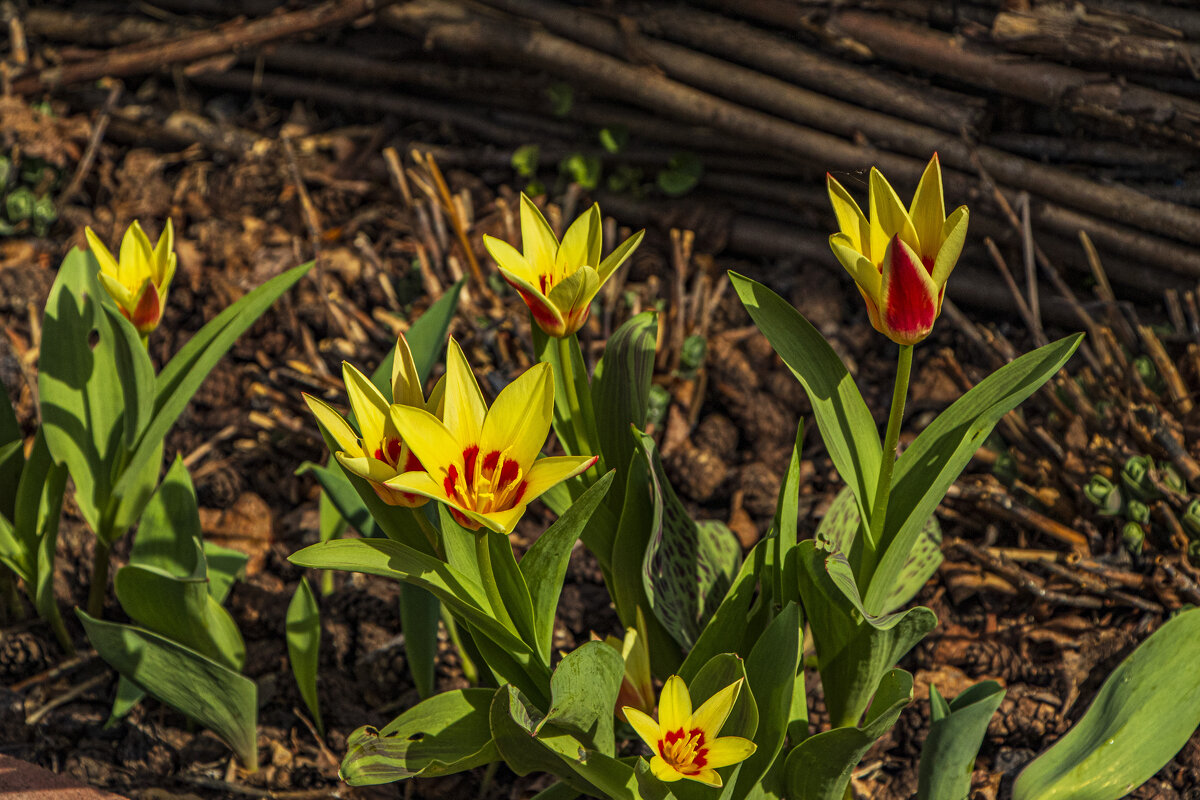Апрельские красоты. - Петр Беляков