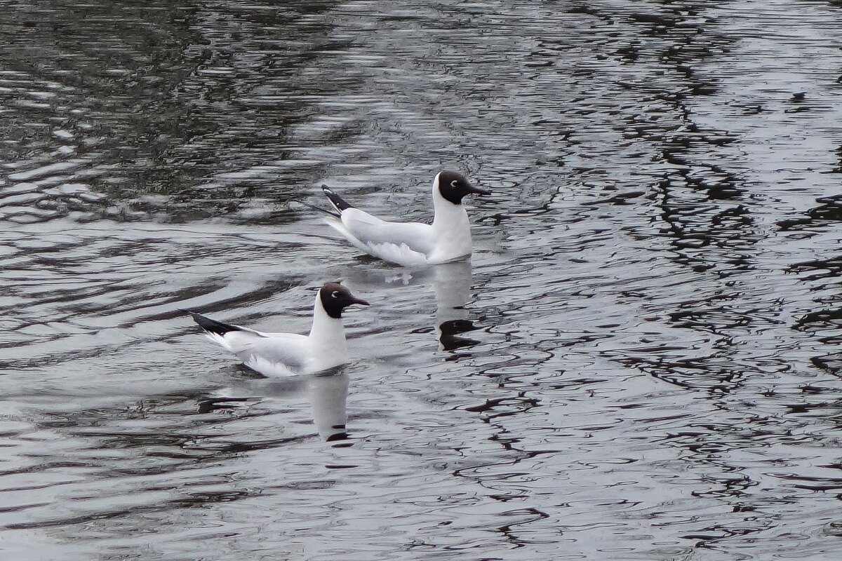 Озерная чайка - Рита Симонова