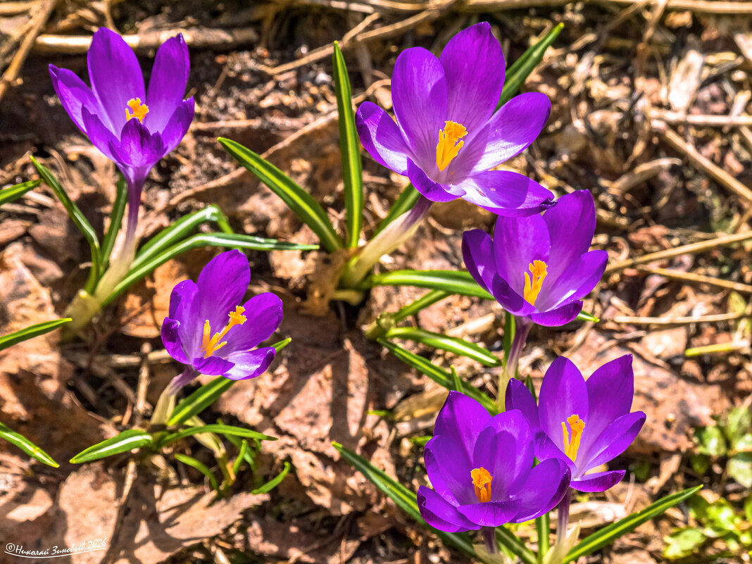 Вестники весны) В этом году на севере цветут уже с первых чисел апреля - Николай Зиновьев