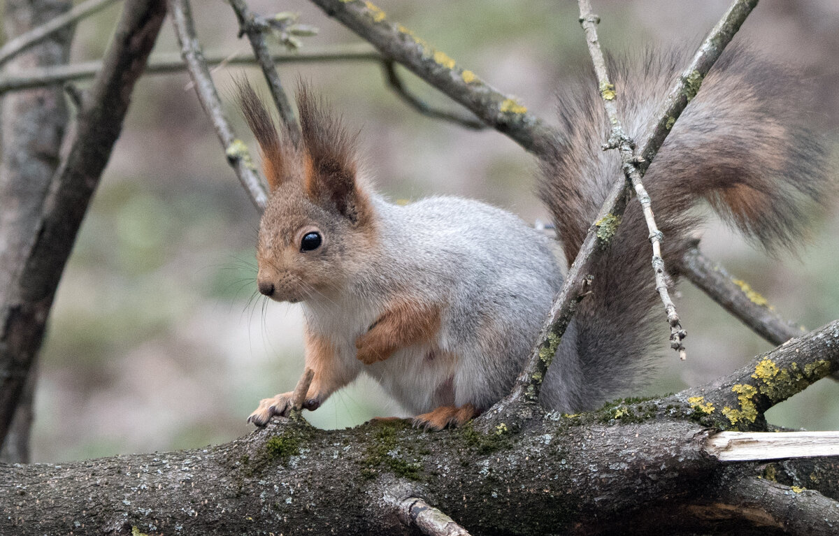 Белка весной. - Владимир Безбородов