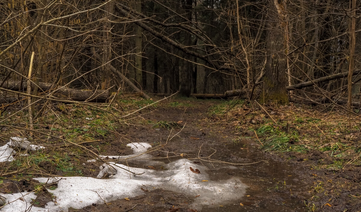 По Лесным Дорожкам - юрий поляков