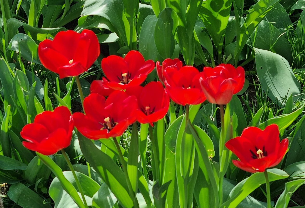 Солнечное утро - Наталья 