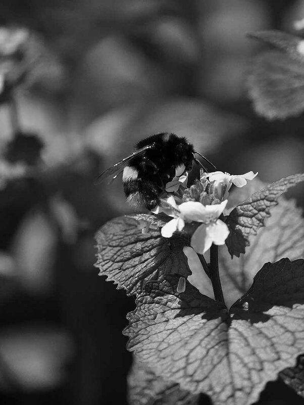 Шмель в ч/б) - Алефтина 