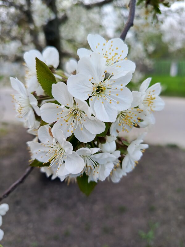 Черешня - Татьяна Пальчикова