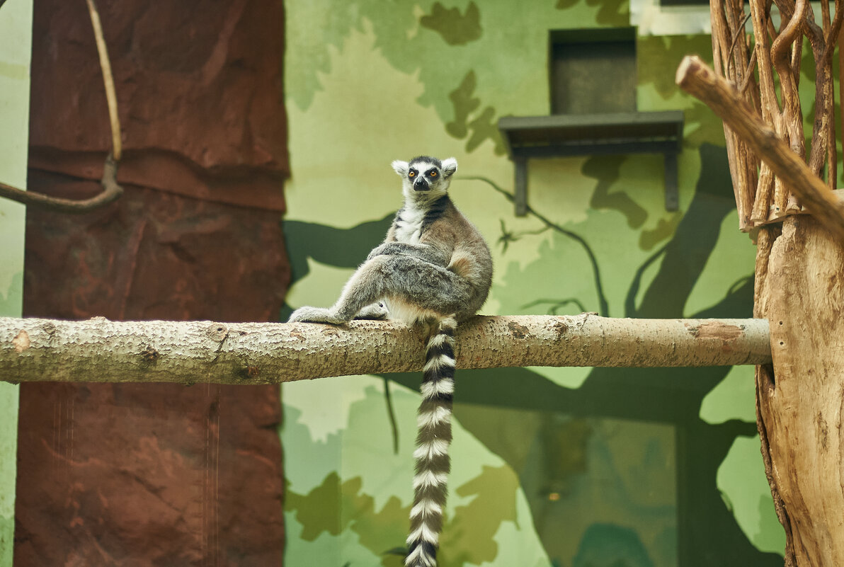Кошачий лемур - Александр Леонов