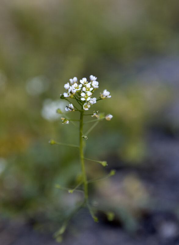 Живу среди добра и мира... - Валерий Басыров