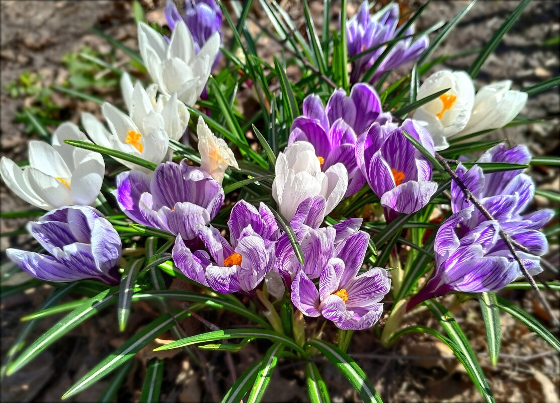 Крокусы - Мария Васильева