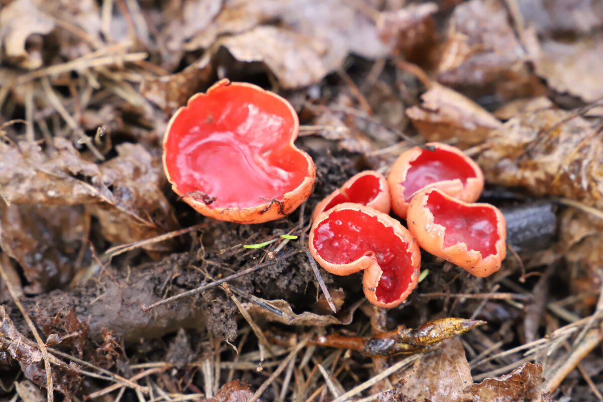 грибы рода Саркосцифа (лат. Sarcoscypha) - краснов юрий 