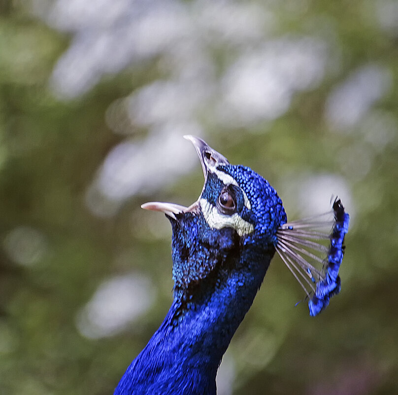 Крик - Андроник Александр 