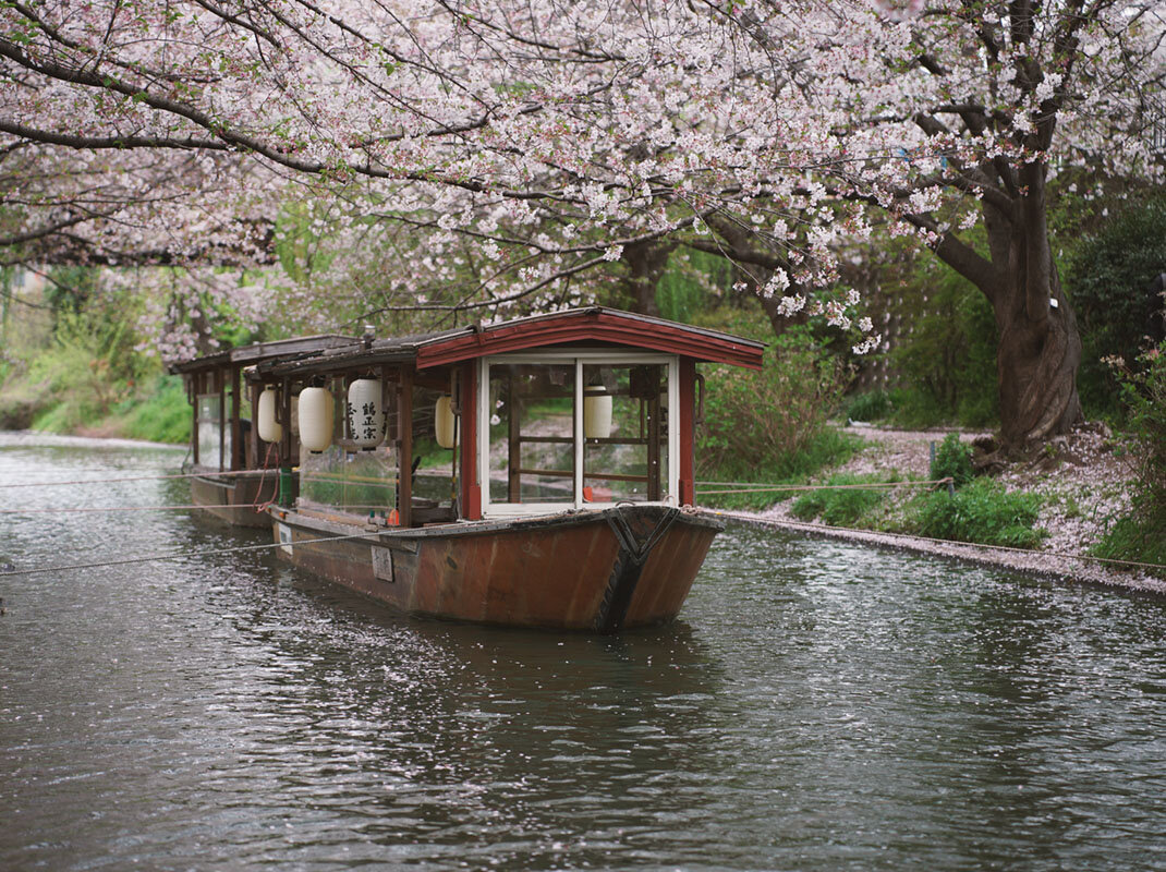 Когда сакура цветет... - Liliya 