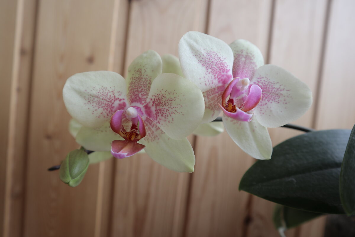 Моя коллекция орхидей - Irene Irene