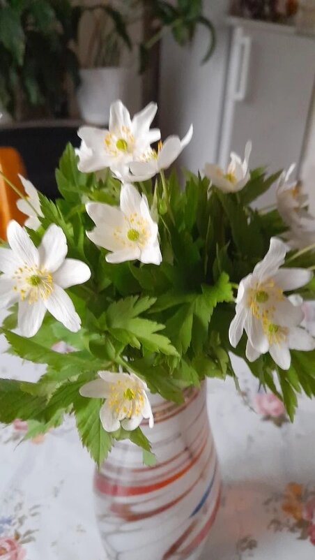 Ветреница - BoxerMak Mak