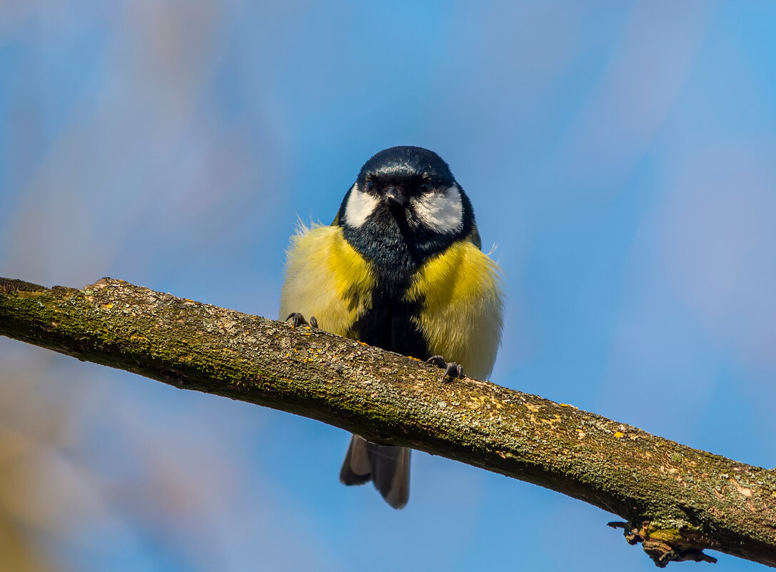 ***** - Виталий Емельянов