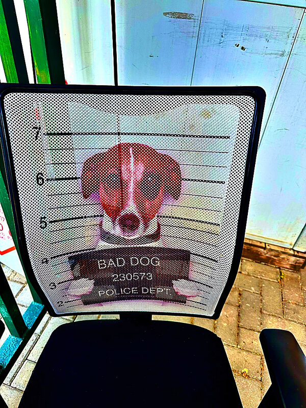 ПЛОХАЯ   СОБАКА - Анатолий Малобродский