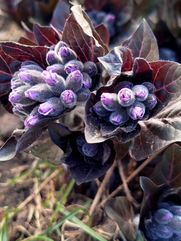 Очаровательная пузырница - светлана льдокова