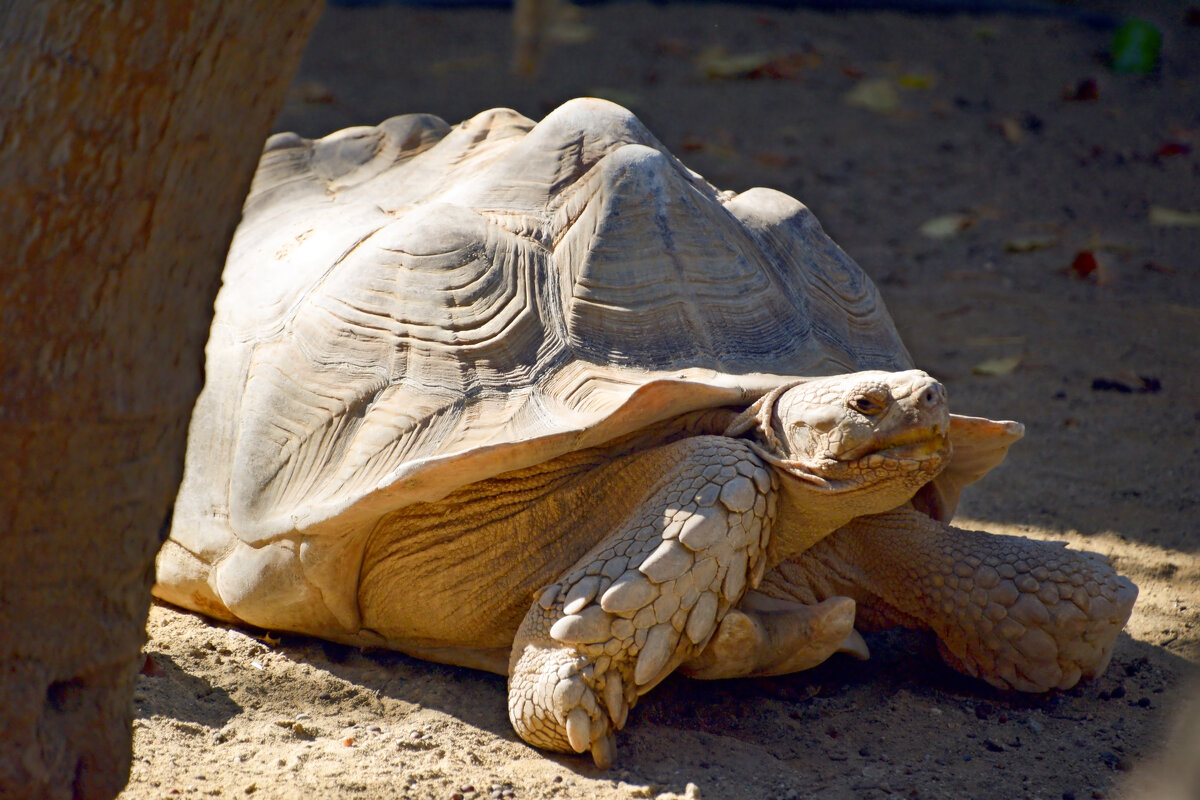 Африканская шпороносная черепаха - Олег 