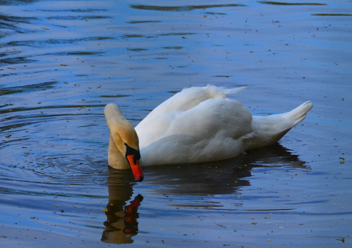 Елагин парк - Таня Фиалка Елагин парк - Таня Фиалка