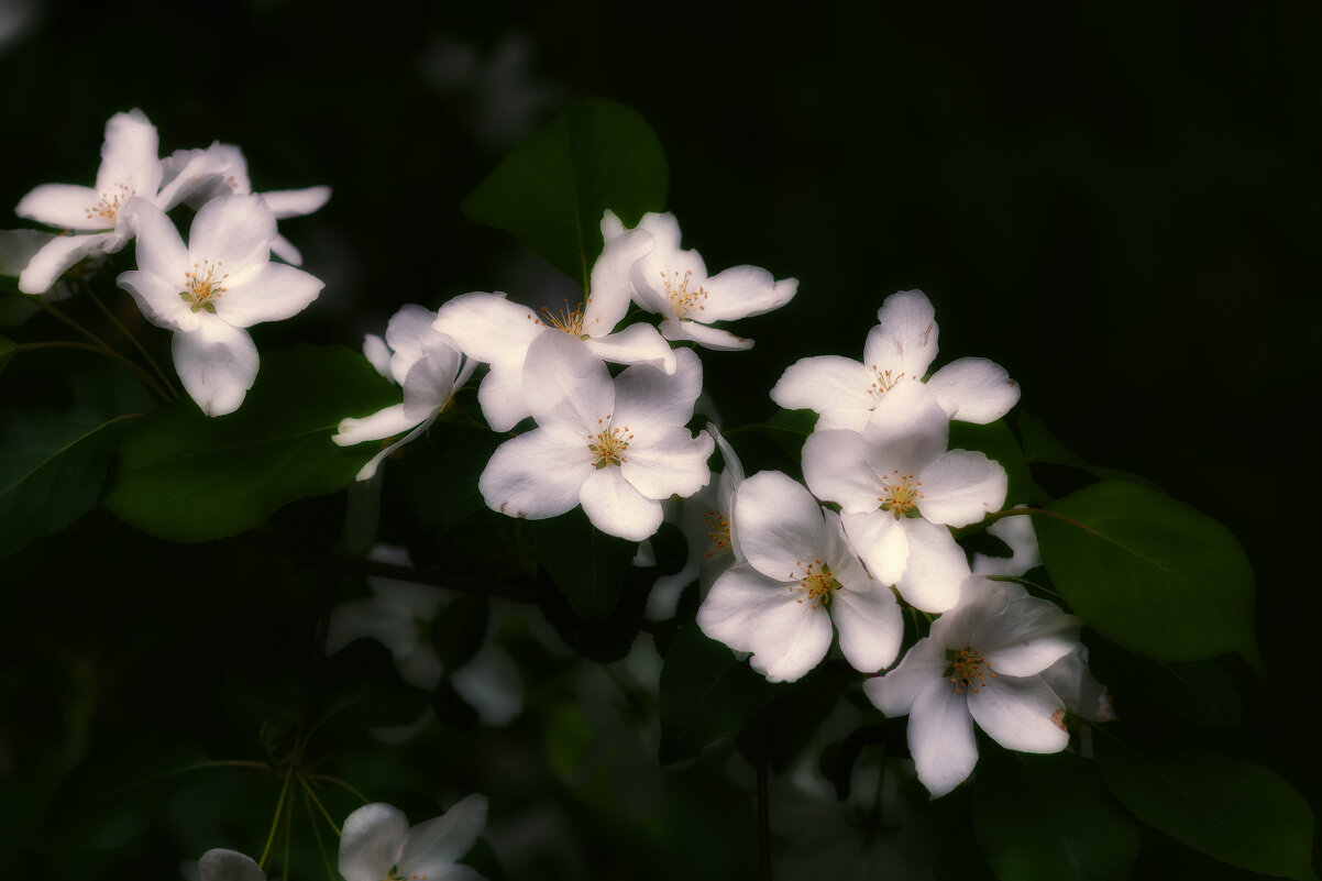 *** - Виктор Иванович Чернюк
