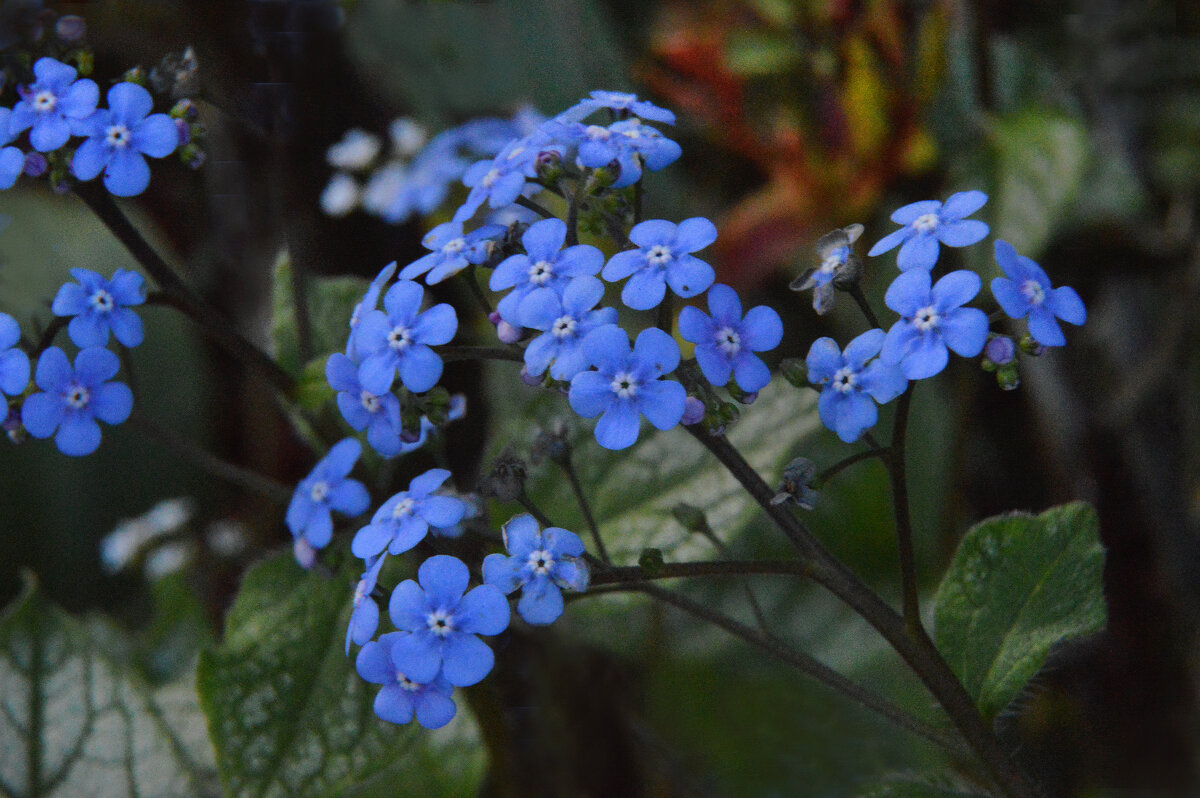 Синеглазая бруннера, незабудочек сестра... - Надежда Куркина 