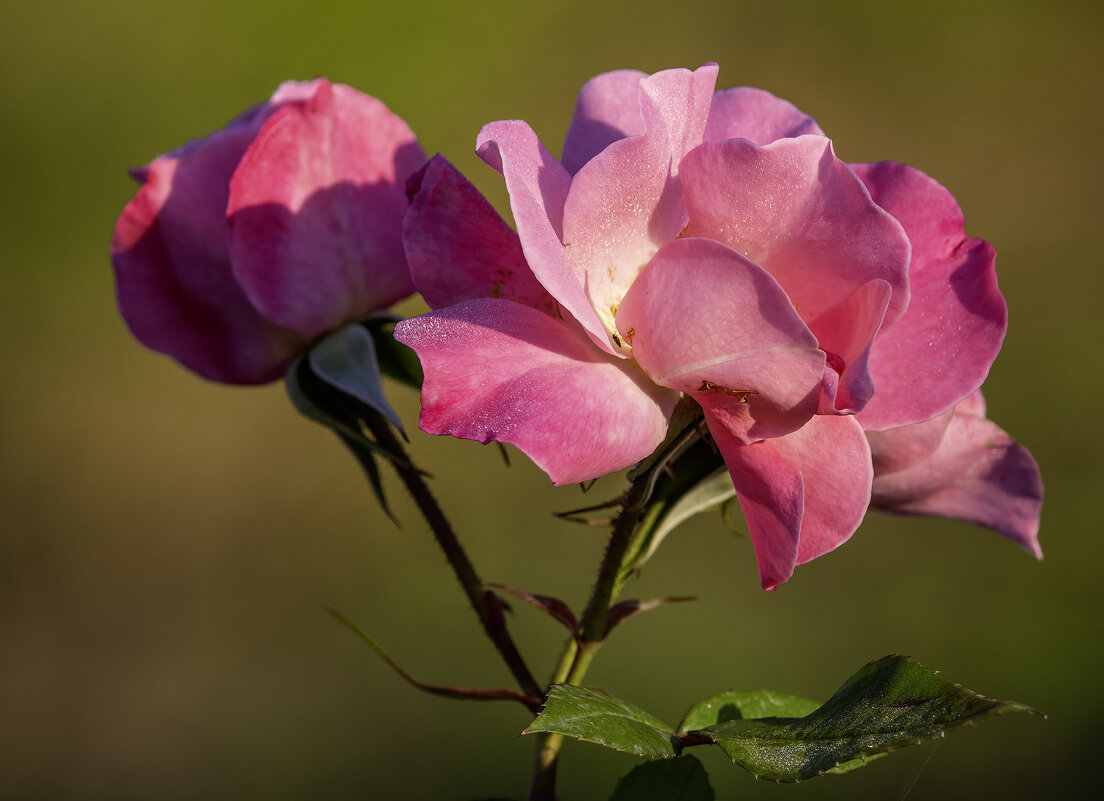 *** - Alexander Amromin