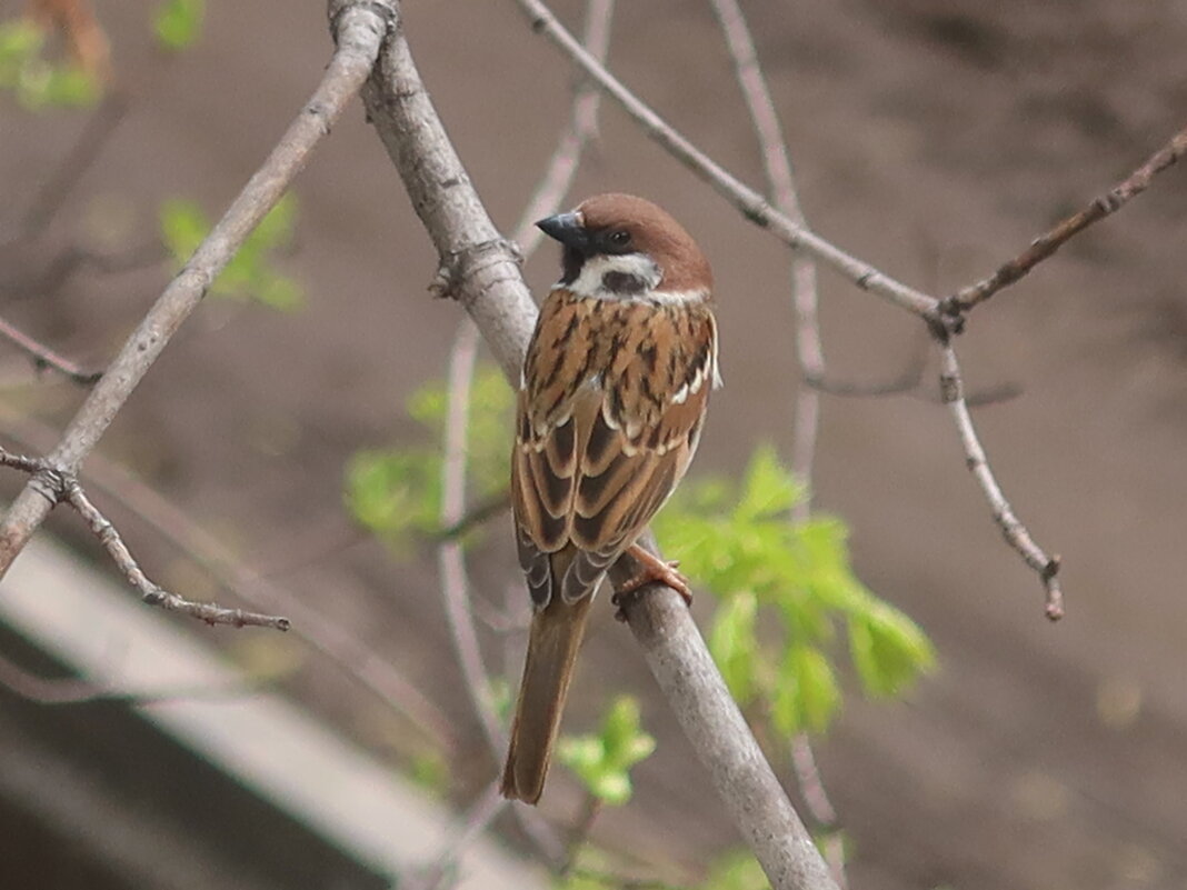Воробей - Дмитрий И_