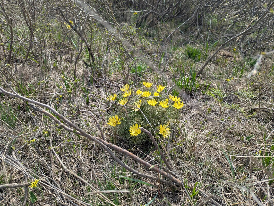 Весна.Апрель. - Андрей Хлопонин