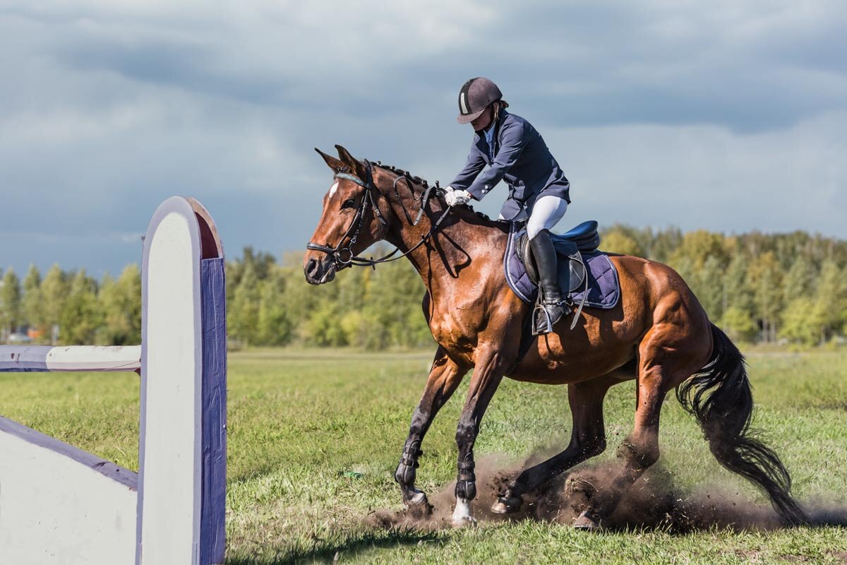 Конкур - SanSan 