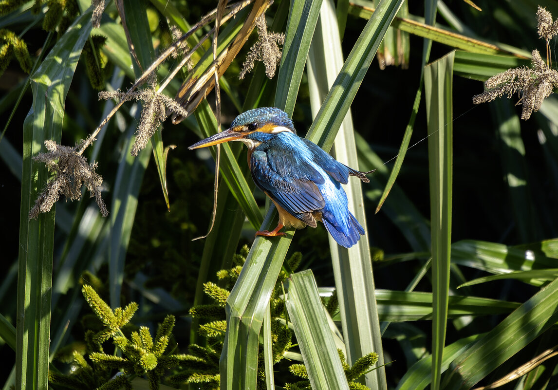 Зимородок. - Alexander Amromin