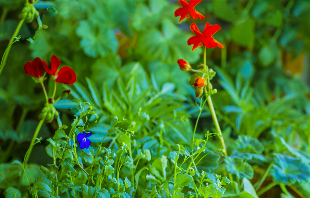 ЦВЕТЫ, ЦВеты, цвет - Сударь, уже ВЕСНА - Владимир Максимов